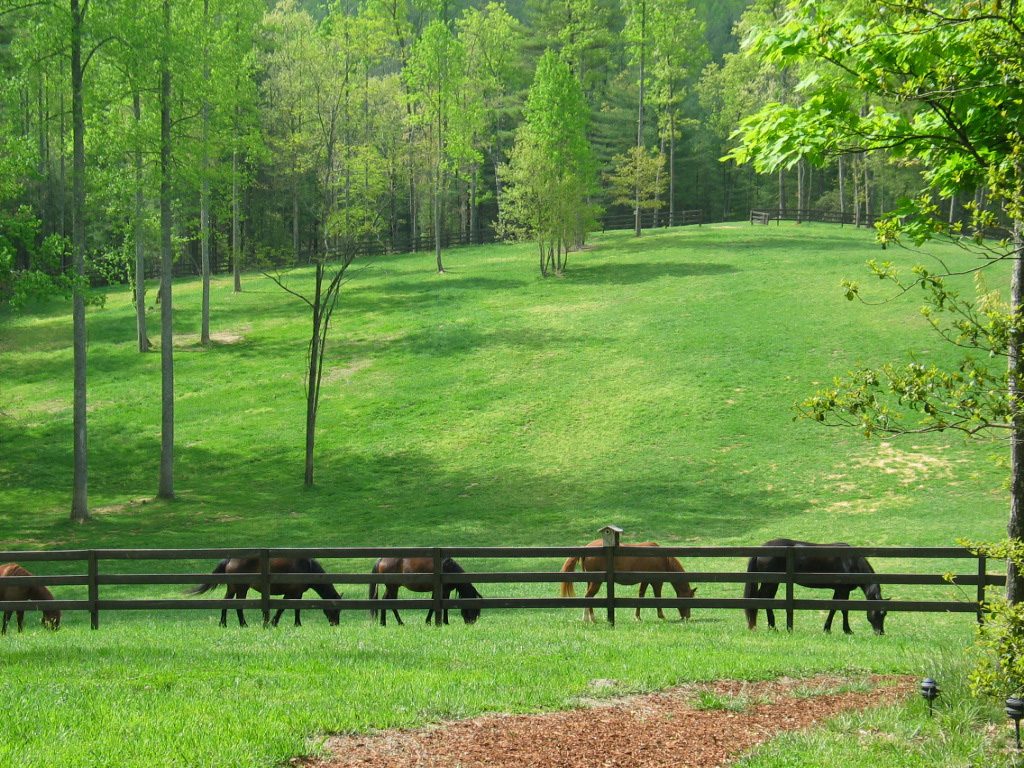 equine fly control is critical for the health of horses.