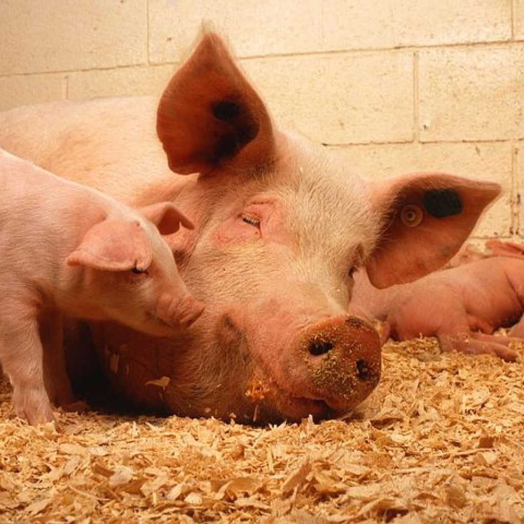pigs benefit from effective Swine Farm fly Control