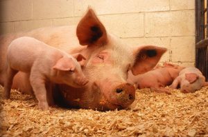 pigs benefit from effective Swine Farm fly Control