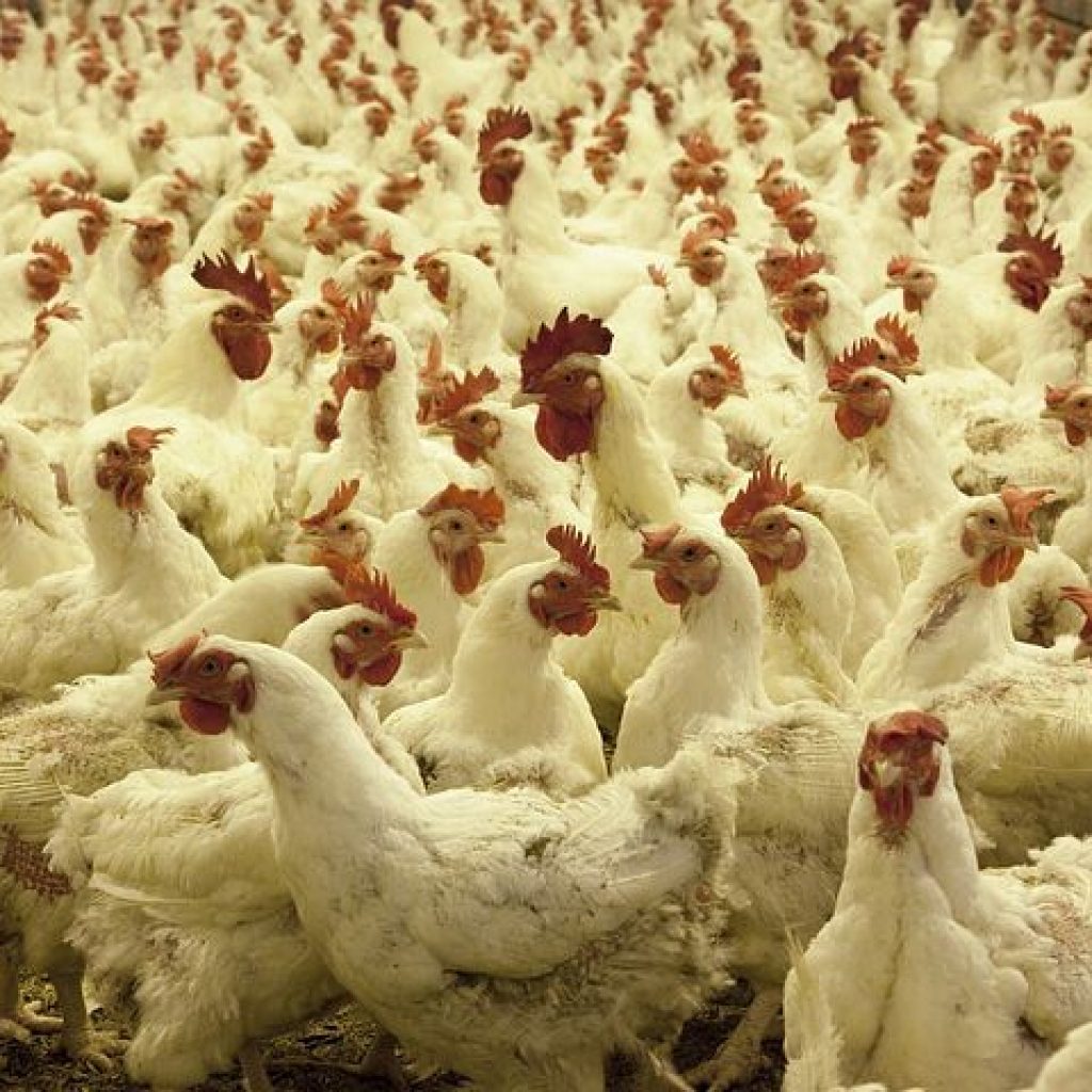 poultry-farm-1544654__480