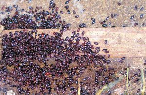 Darkling Beetles Enter a Poultry Barn Door