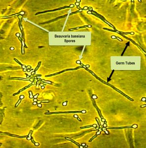 The Image shows the Beauveria bassiana spores generating "germ tubes". These germ tubes enable the fungus to grow inside the fly and kill it.