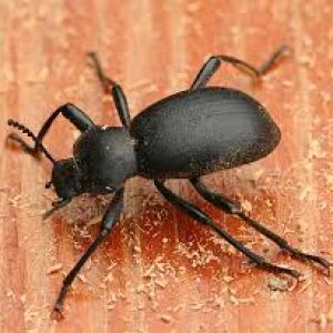a darkling beetle can be attacked with our agricultural insect control products
