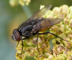 The face fly is a problem on many farms and can be managed by an organic insect pest control program.