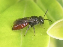 Parasitic Wasps or fly predators are an excellent agricultural insect control product.