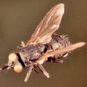 The stable fly is a problem on dairy farms and can be managed by an organic insect pest control program.