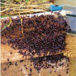 Cluster of darkling beetles near the entrance of a poultry barn.