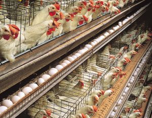 Poultry farm fly control is healthy for layer houses.