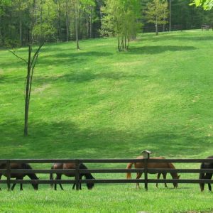 Horses in pasture relaxing and unbothered by flies as they benefit from Equine Fly Control