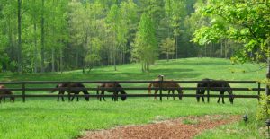 Horses in pasture relaxing and unbothered by flies as they benefit from Equine Fly Control