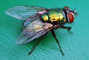 This is a blowfly as found in US hog farms. Controling various flies is an issue on swine farms.