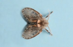 This is a drain Fly! Swine farm fly control is imperative!