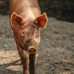 swine farm fly control is imperative!