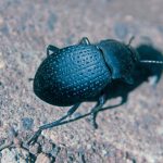 Picture of a darkling beetle