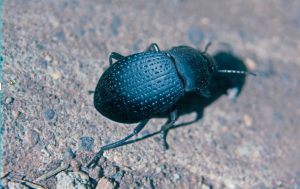 Picture of a darkling beetle