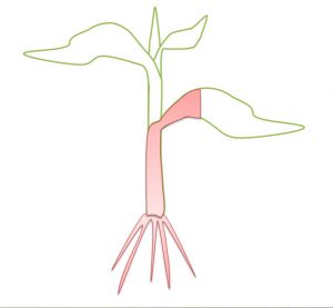 Seed Inoculant SBb 2.5 works its way up through the leaves of this plant (shown in pink)