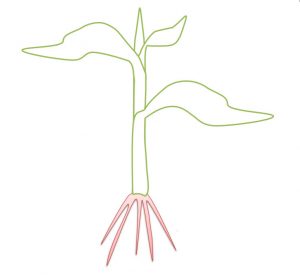 Seed Inoculant SBb 2.5 works its way up through the roots of this plant (shown in pink)