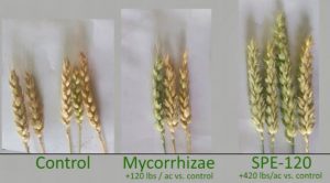 comparison of wheat after using soil enhancer