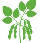 soybeans illustration