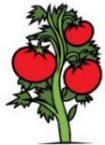 tomatoes illustration