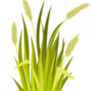 wheat illustration