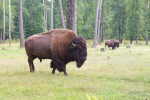 fly control for bison is important for healthy animals with beautiful coats such as these.