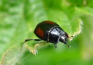 hister-beetle