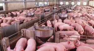 swine farm