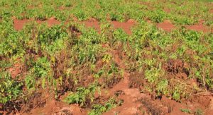 Potato early dying complex is obvious in this potato field.