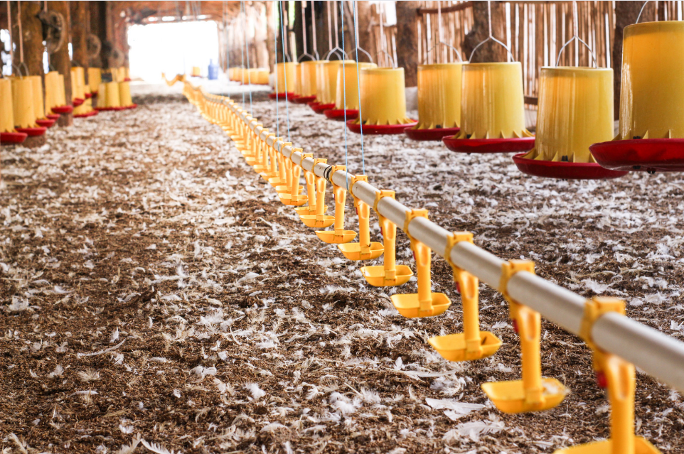 Interior view of a poultry barn with litter covering the ground, highlighting an ideal environment for house fly eggs and larvae.