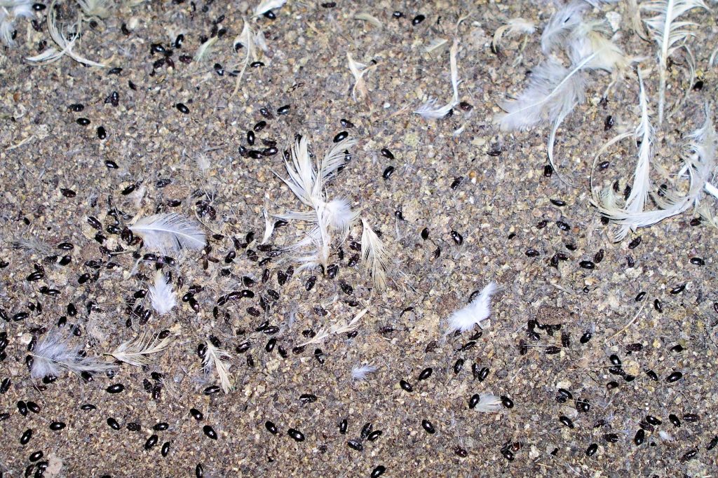 Close up of darkling beetles in litter with chicken feathers scattered around.