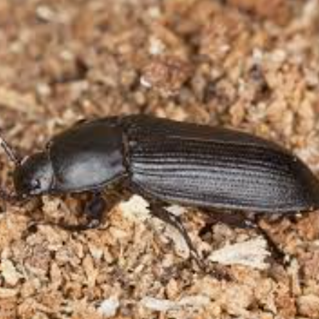 Close-up of a darkling beetle on poultry litter.