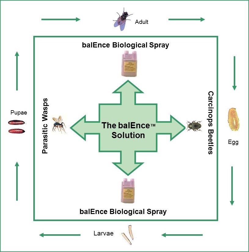 Diagram illustrating the life cycle of a house fly from egg to adult and the use of balEnce™ Biological Spray and parasitic wasps for control.