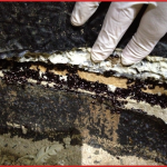 Close-up of darkling beetles infesting insulation in a poultry barn, highlighting the need for effective pest control.