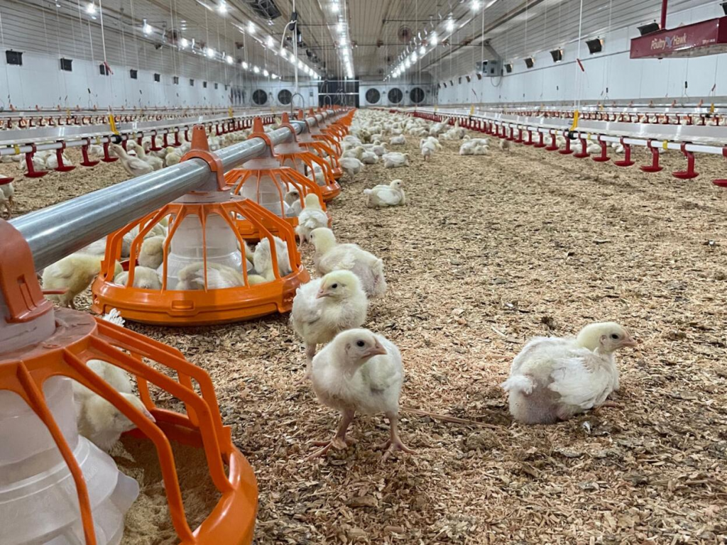 Young chicks in a poultry barn, walking on litter, illustrating the need for effective fly management.