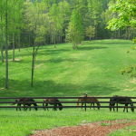 Equine