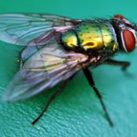 Blowfly Blowfly