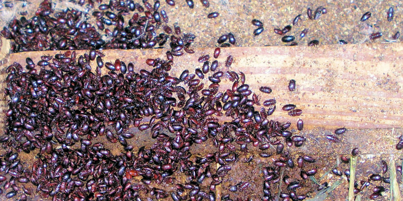 Darkling Beetles Enter a Poultry Barn Door