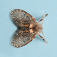 Drain Fly Drain Fly