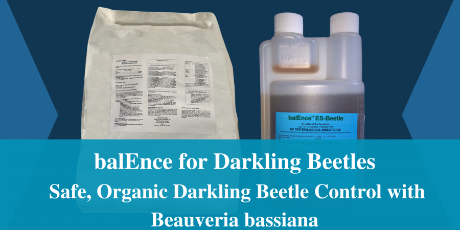 Product image of balEnce for Darkling Beetles, promoting safe, organic beetle control with Beauveria bassiana.