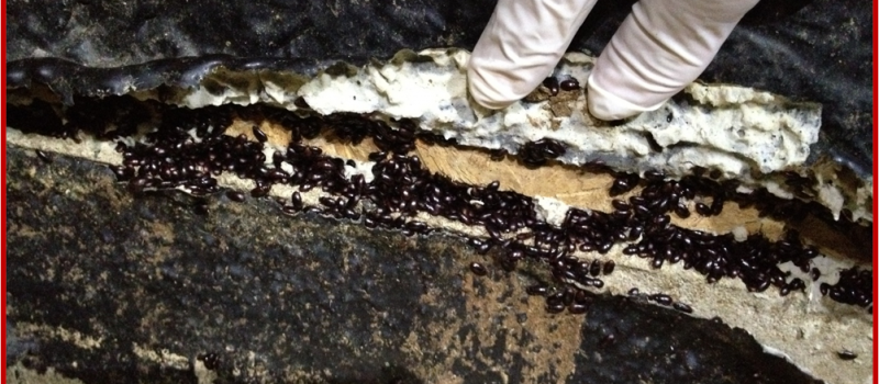 Close-up of darkling beetles infesting insulation in a poultry barn, highlighting the need for effective pest control.