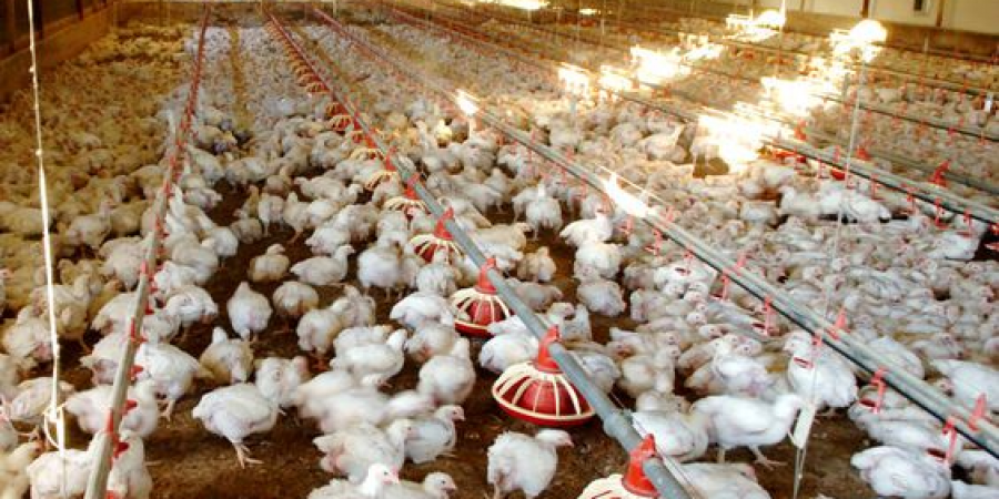 A densely populated poultry barn, highlighting the importance of effective pest management in maintaining bird health.