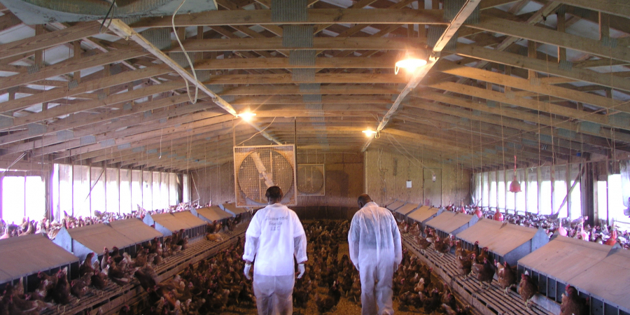 Poultry growers inspects their densely populated chicken barn.