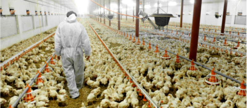 Poultry farmer walking through a crowded barn filled with chickens, emphasizing the need for effective pest control measures.