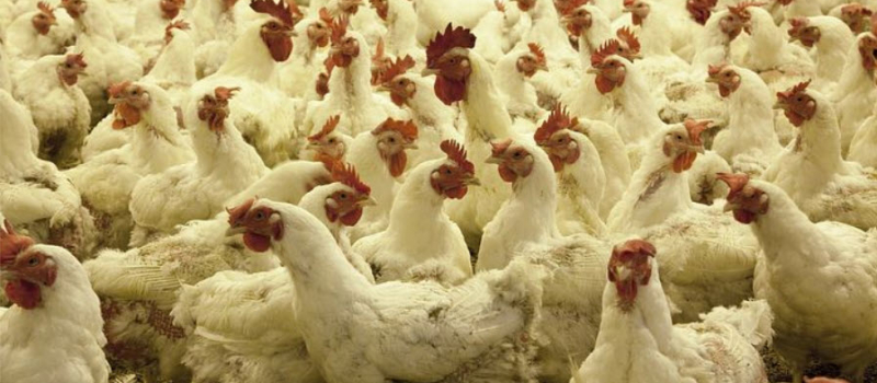 Close-up of broiler chickens crowded in a poultry barn, highlighting the challenges of pest management.