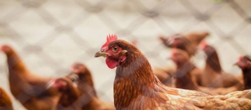 Close-up of a red hen in a free-range setting, with other hens blurred in the background, illustrating healthy farm conditions.