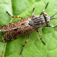 Stable Fly Stable Fly